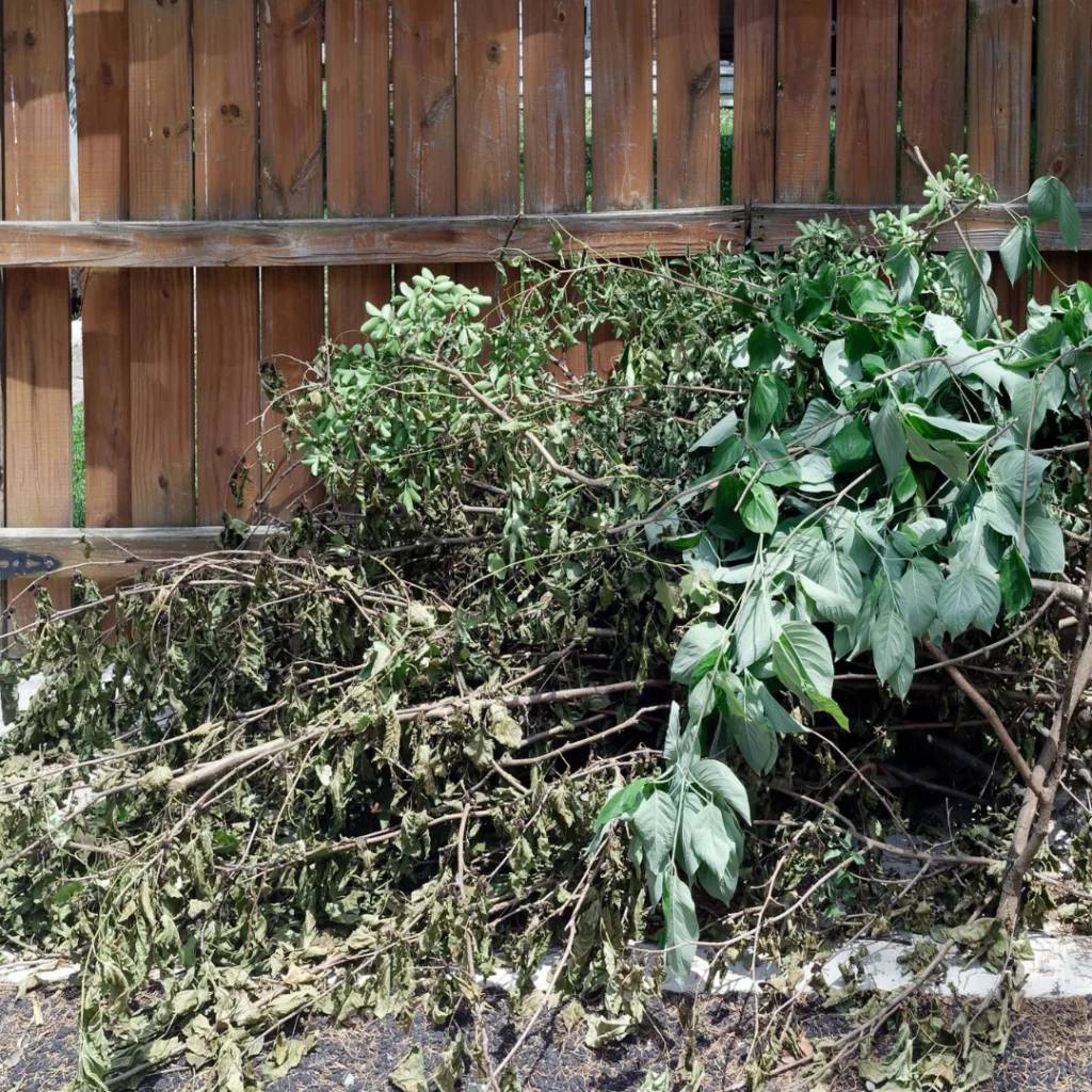Déchets verts et branchages issus d’une taille de haie